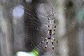 The female Orb Spider can be identified by her size, she may grow up to an inch long. The male Orb Spider is much smaller.