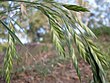 Bromus catharticus