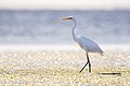 Grande aigrette à Djerba (Tunisie).