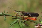 Stenobothrus rubicundulus – Männchen