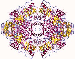 Pyruvatkinase