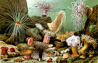 Ferskeedene Seeanemonen