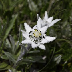 Un edelweiss dans les Alpes bernoises (canton de Berne). (définition réelle 3 712 × 3 712)