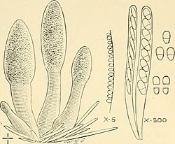 Stroma, peritheciën, asci en deelsporen