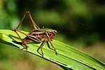 Metrioptera brachyptera – Weibchen