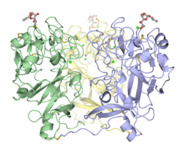 Disulfide-linked trimeric human intelectin-1.[4]