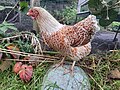 Wyandotte hen