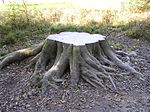 Tree stumps