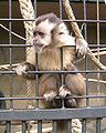 a monkey behind the bars of a cage