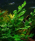 Thumbnail for List of freshwater aquarium plant species