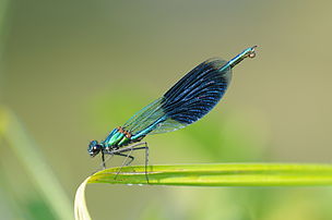 Calopteryx splendens (définition réelle 4 288 × 2 848)