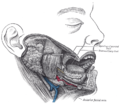 Dissection of a human cheek from Gray's Anatomy (1918)