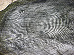 Thumbnail for Dendrochronology