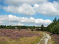 Lüneburger Heide