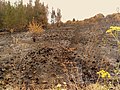 Image 38Charred shrubland in suburban Sydney (2019–20 Australian bushfires). (from Wildfire)