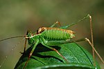 Leptophyes punctatissima – Männchen