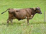 Photo couleur d'une vache brune. Elle est écornée et a un mufle noir cerclé de blanc. Ses oreilles sont velues.