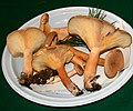 Lactarius helvus