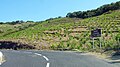 Terroir du Banyuls et du Collioure