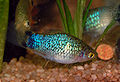 Platy Blue Spot