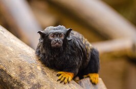 Roodhandtamarin