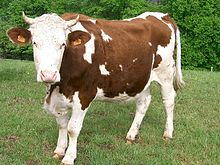 photo couleur d'une vache pie rouge à ventre, tête et pattes blancs. Les cornes sont courtes en forme de croissant.