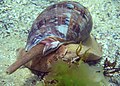 The siphon of a large herbivore marine volute, Cymbiola magnifica