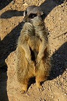 Meerkat đứng bằng chân sau