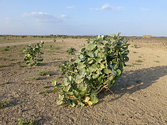 A Danakil félsivataga