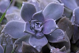 Graptopetalum paraguayense ✓