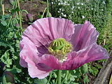 The opium poppy Papaver somniferum is the source of the alkaloids morphine and codeine.[66]