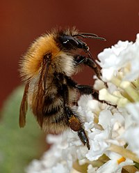 Moasieme (Bombus)