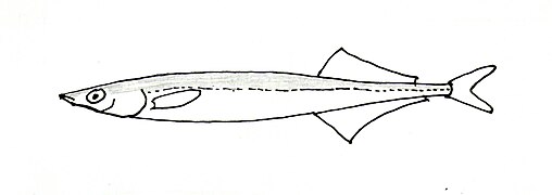 Hypoptychus dybowskii (Hypoptychidae).