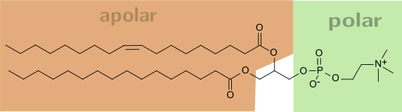 Phosphatidylcholin mit Palmitinsäure und der ungesättigten Ölsäure (POPC = Palmityloleylphosphatidylcholin)