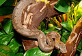 Candoia type species; the Pacific ground boa (C. carinata)