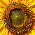 Helianthus