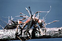 Cordyceps-aantasting van een Vliesvleugelige