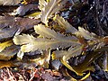 Stramenopila/Chromista - Fucus serratus.