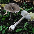 Amanita vaginata