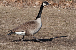 Kanādas zoss (Branta canadensis)