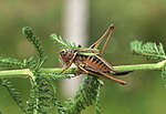 Metrioptera brachyptera