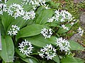 Allium ursinum Flowers