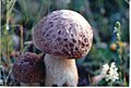 Boletus Edulis, Βωλίτης ο εδώδιμος