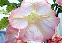 Brugmansia insignis