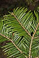 Image 46In Abies grandis (grand fir), and many other species with spirally arranged leaves, leaf bases are twisted to flatten their arrangement and maximize light capture. (from Conifer)