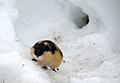 Lemming im Schnee