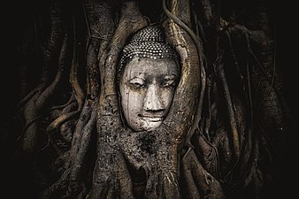 26/01: El cap d'una estàtua de pedra de Buda, encastada a les arrels d'un arbre a Wat Maha That (Tailàndia). Cinquè premi a Wiki Loves Monuments 2015.