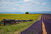 Lavender dan madu lebah di luar Aix-en-Provence, Perancis