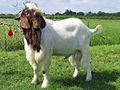 Thumbnail for Boer goat