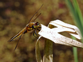 English: Libellula depressa.